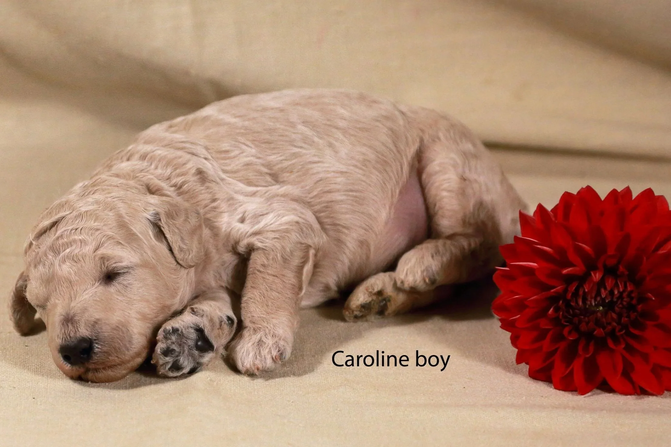 x3+caroline+boy+born+051526+%281%29.jpg