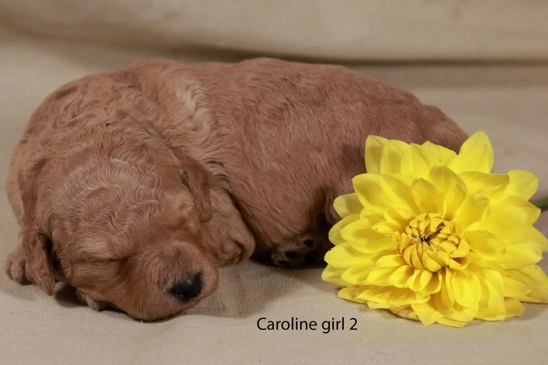 x2+caroline+girl+2+born+051526+%281%29.jpg