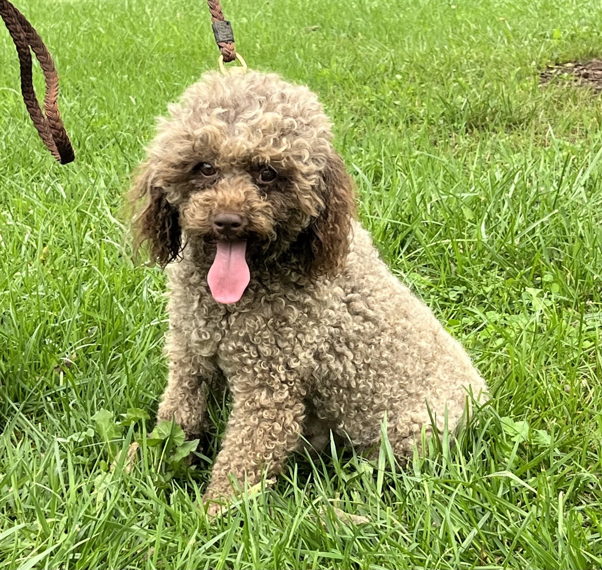 Mother- Angie (Labradoodle) 