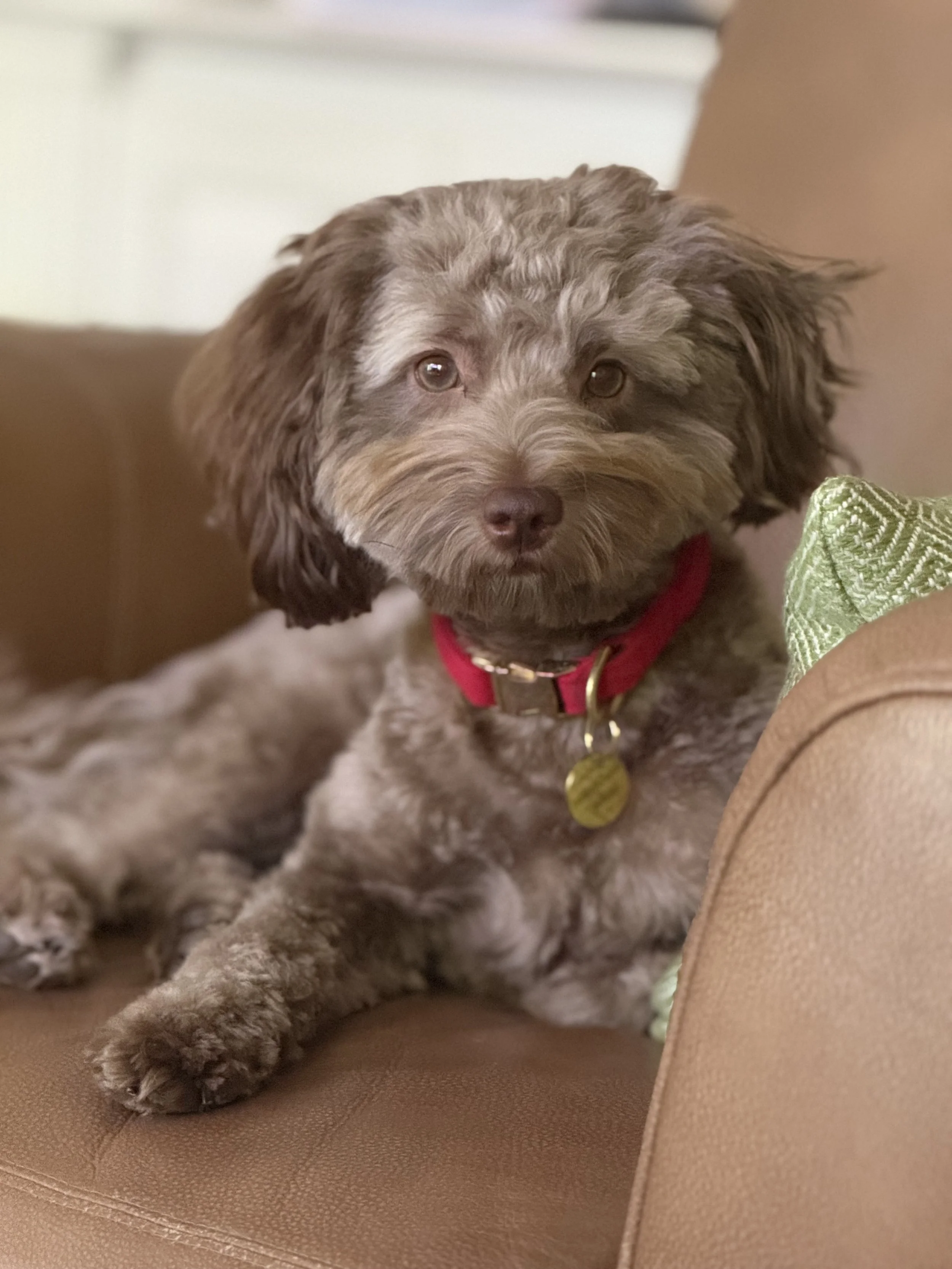 Father- Baxter (Labradoodle) 
