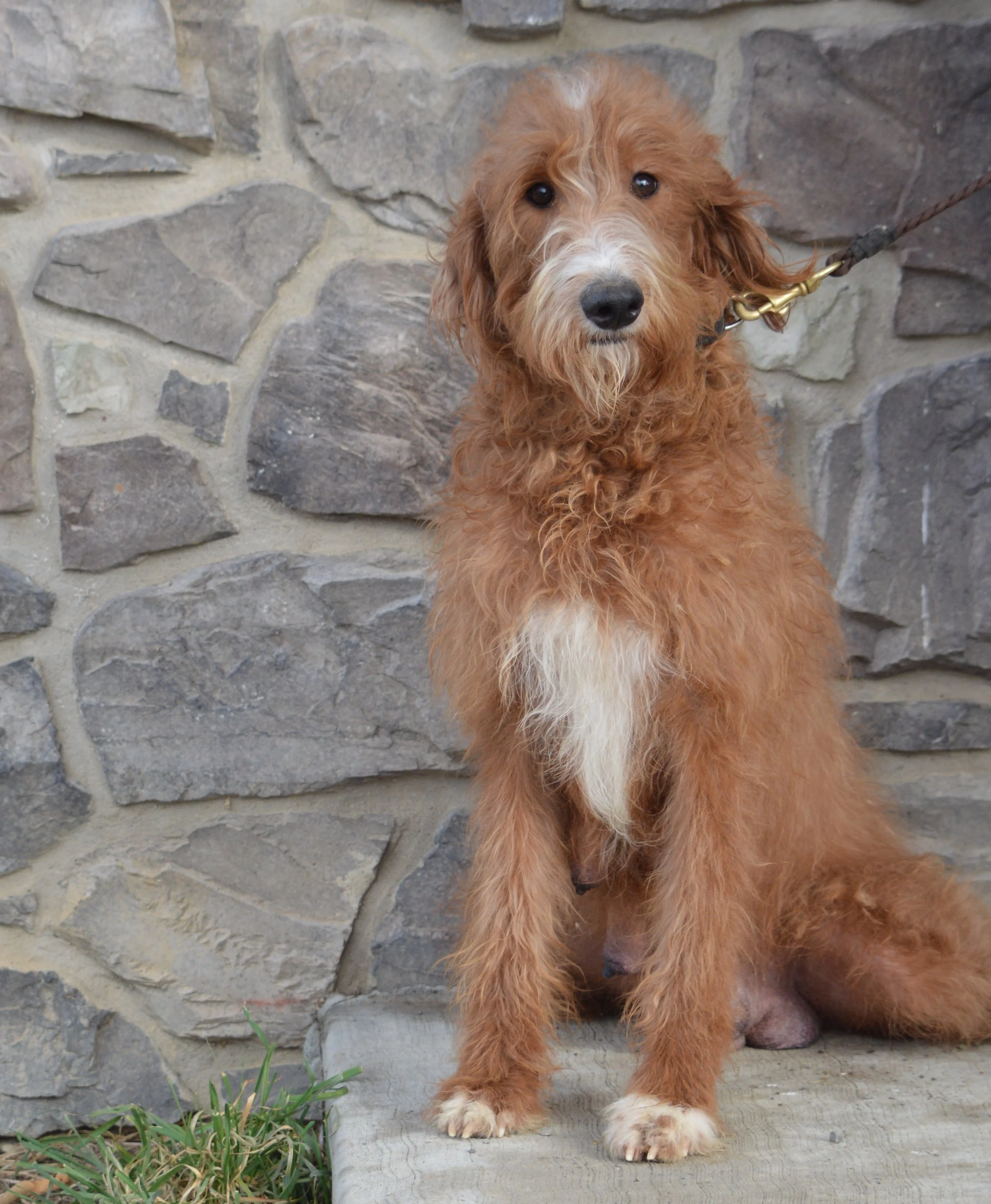 Mother- Kali (Standard Labradoodle)