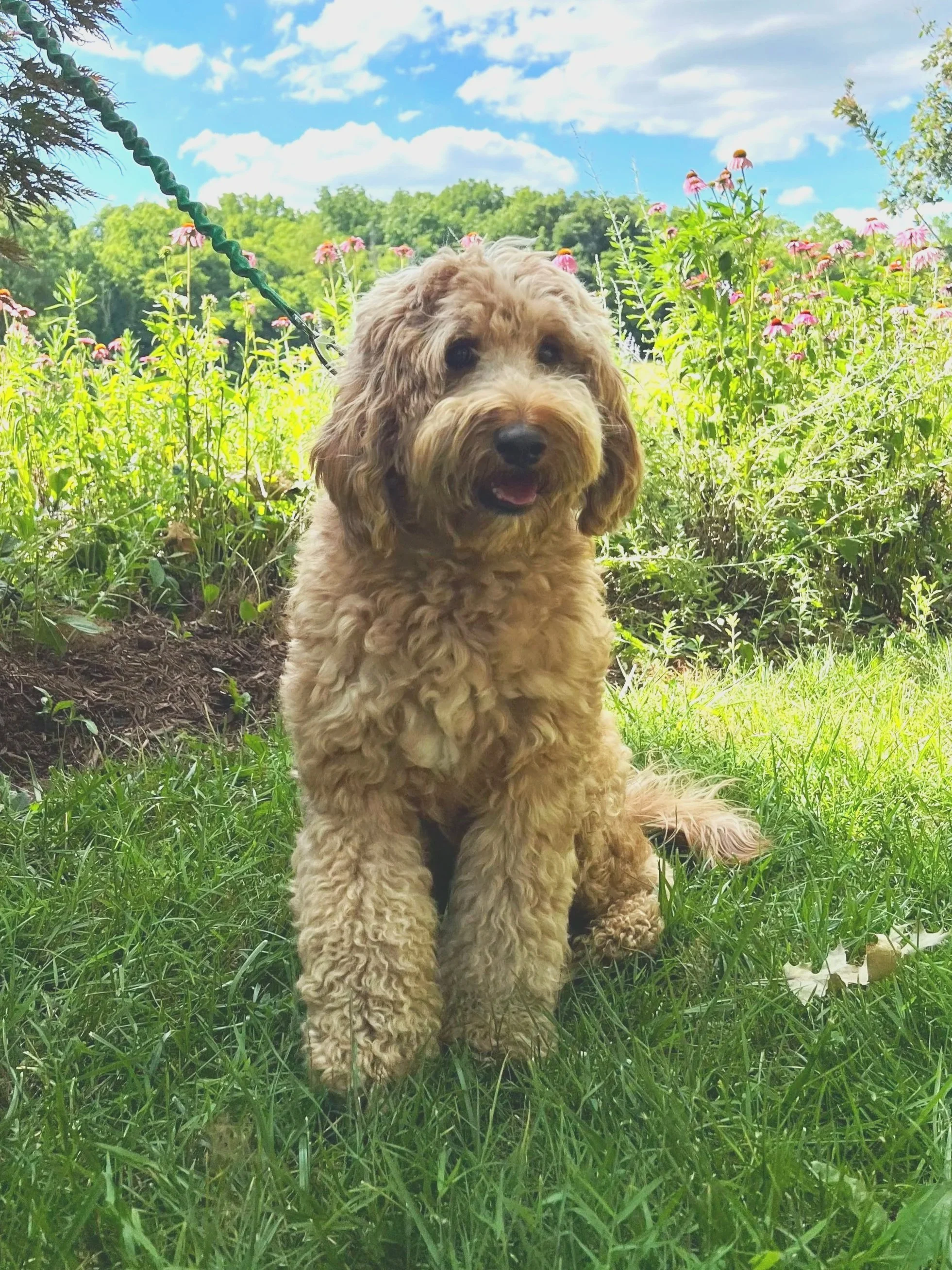 Father- Forrest (Medium/Standard Labradoodle) 