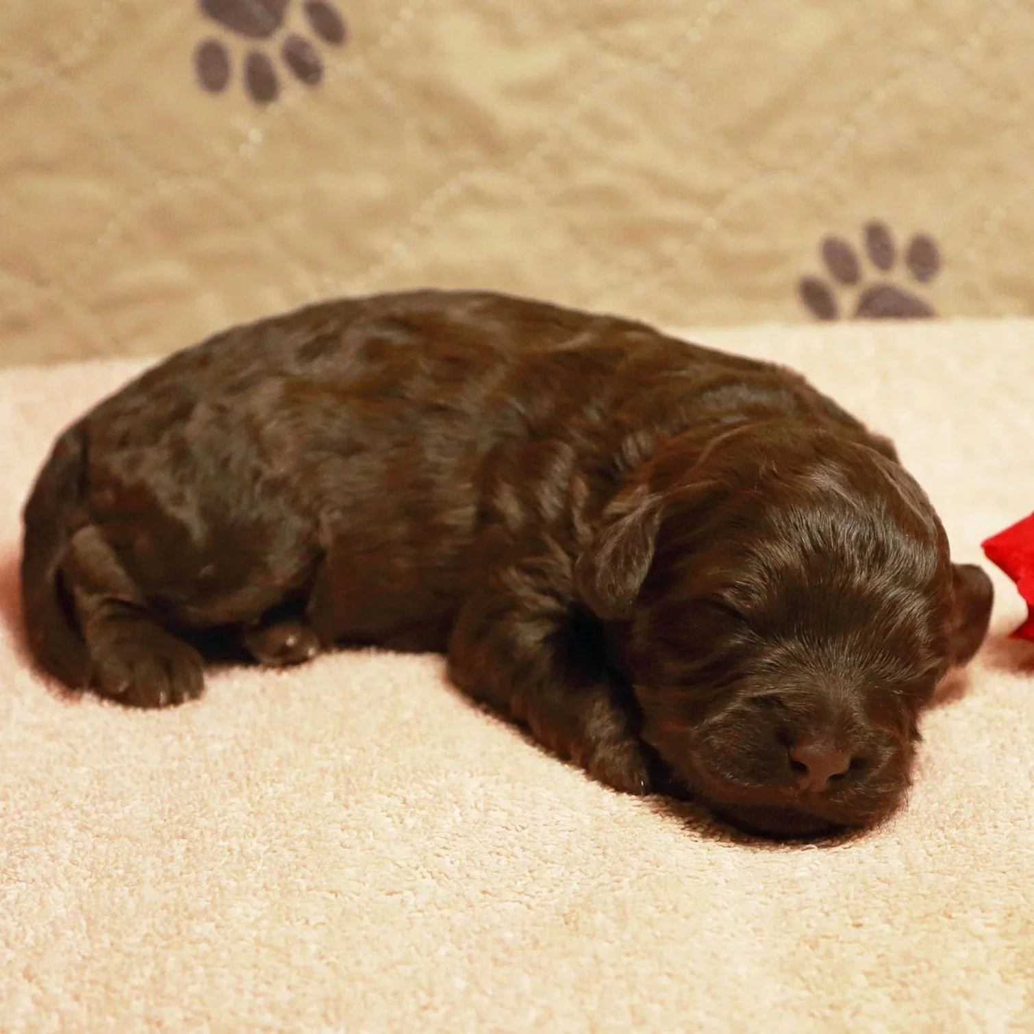 Mini/Medium Chocolate Female 