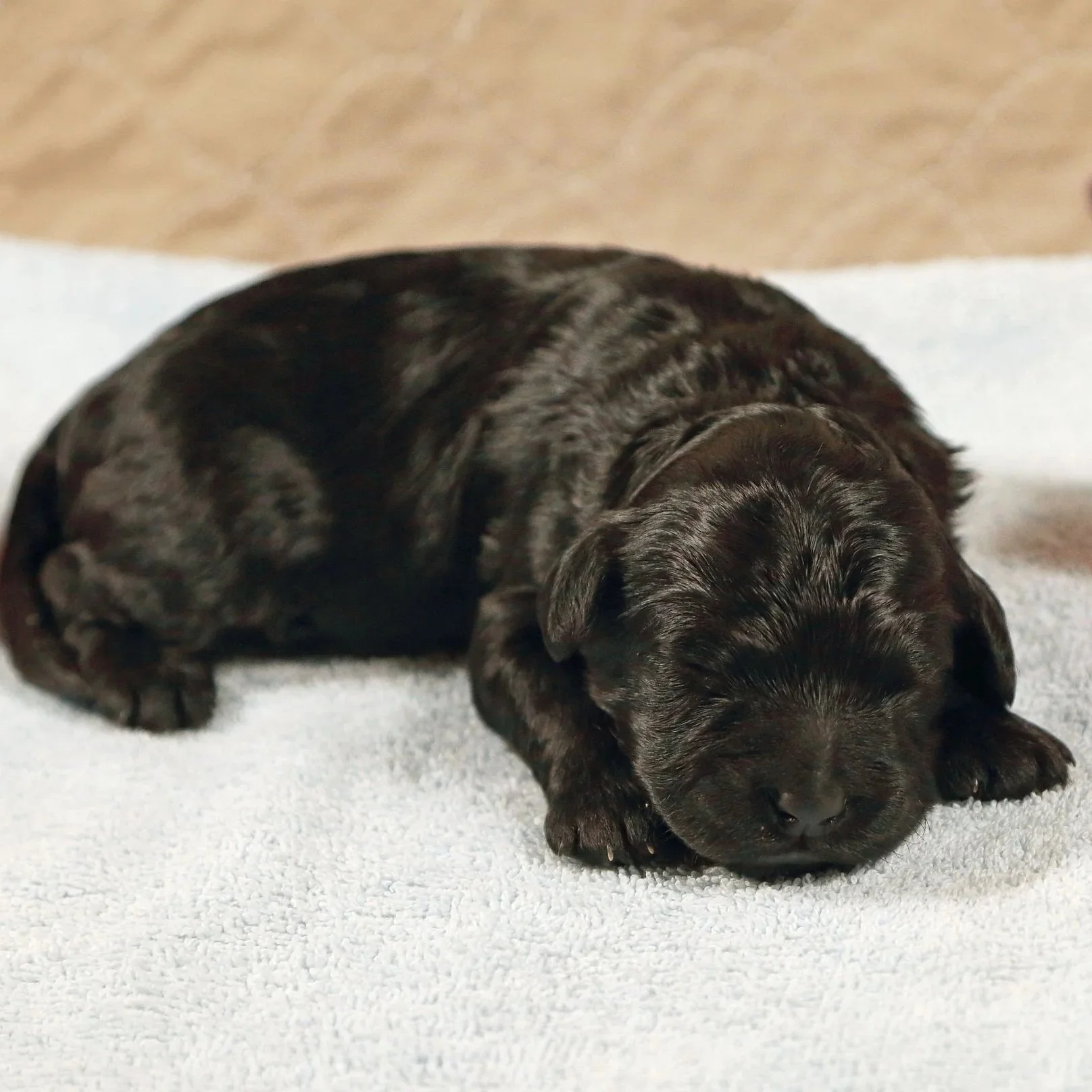 Mini/Medium Black Male