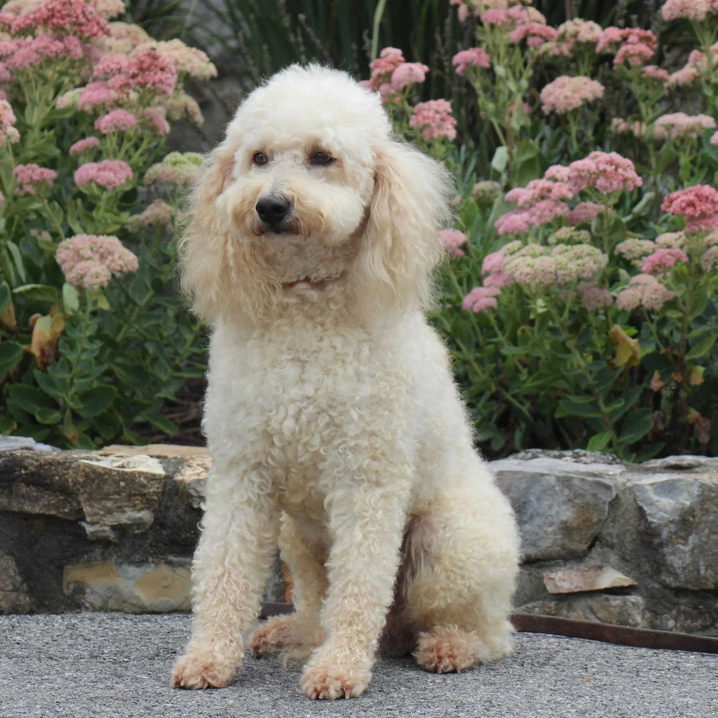 Isaac (Father)- Mini/Medium Labradoodle