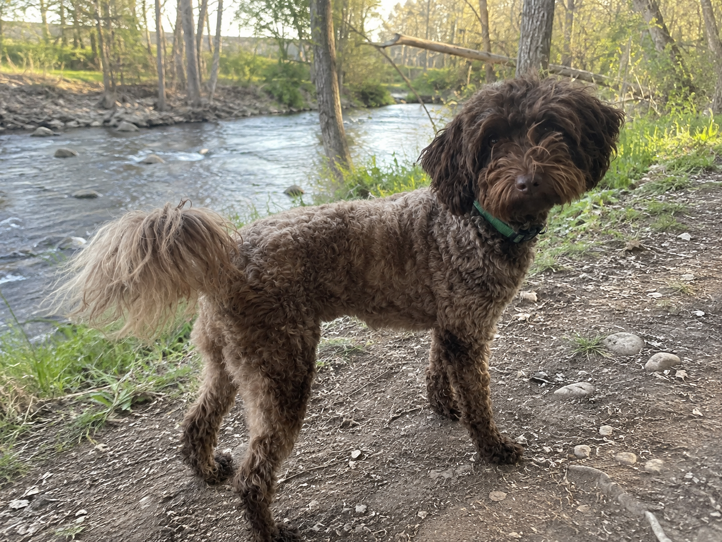 Joyful (Mother)- Mini/Medium Labradoodle