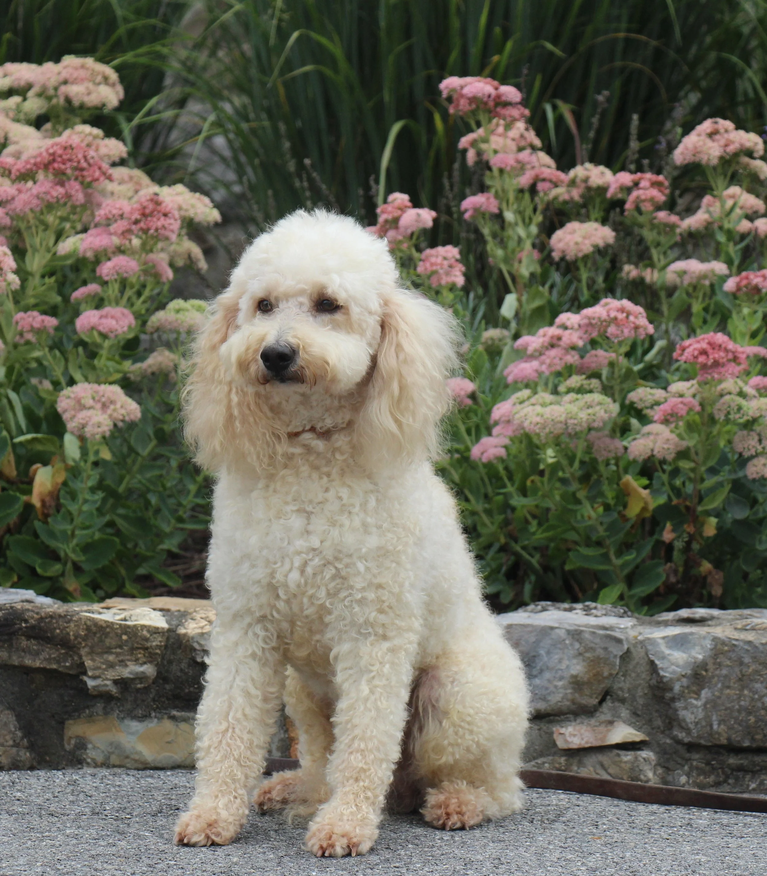 Isaac (Father)- Mini/Medium Labradoodle