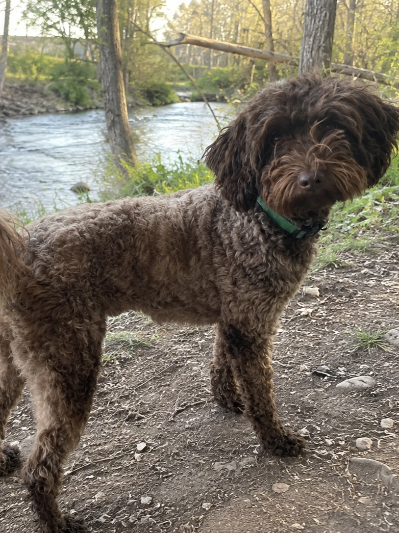 Joyful- Mini/Medium Labradoodle