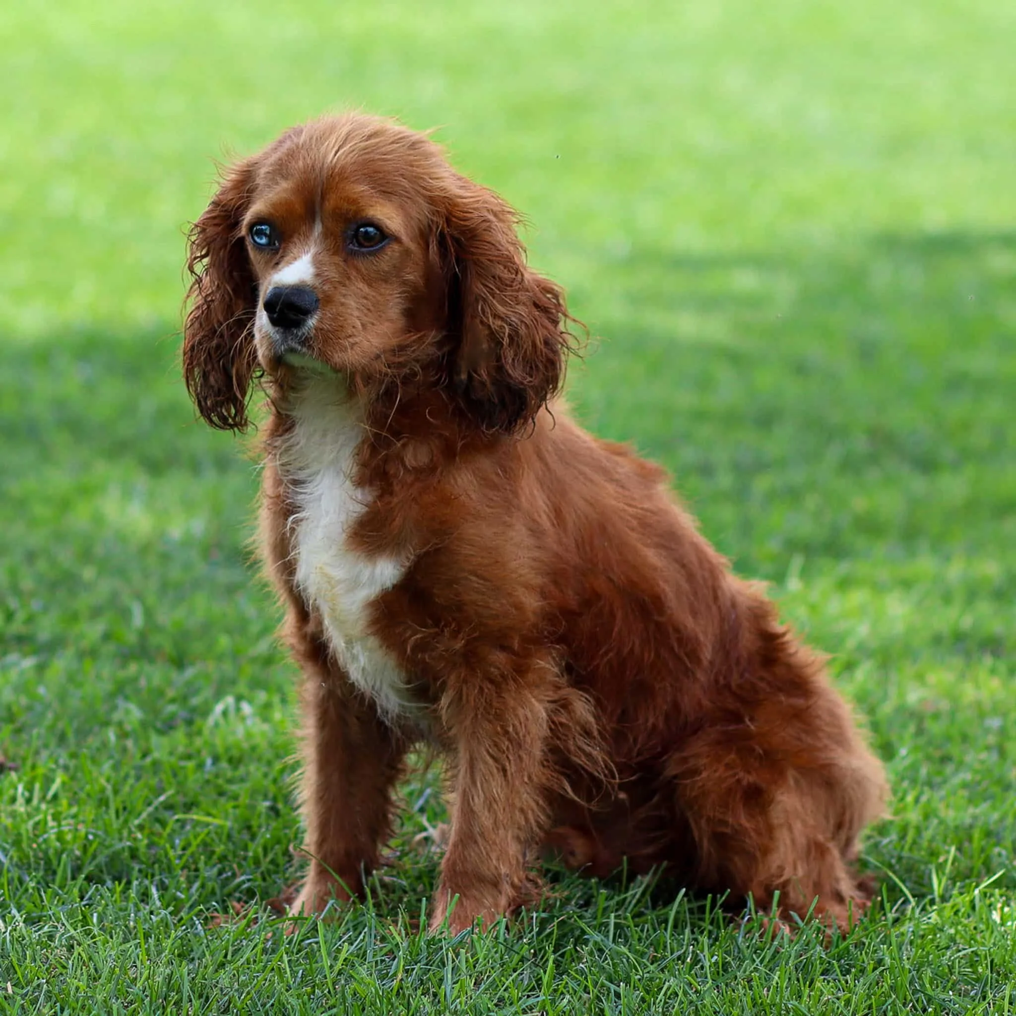 Rudy- Father (AKC Cavalier King Charles) 