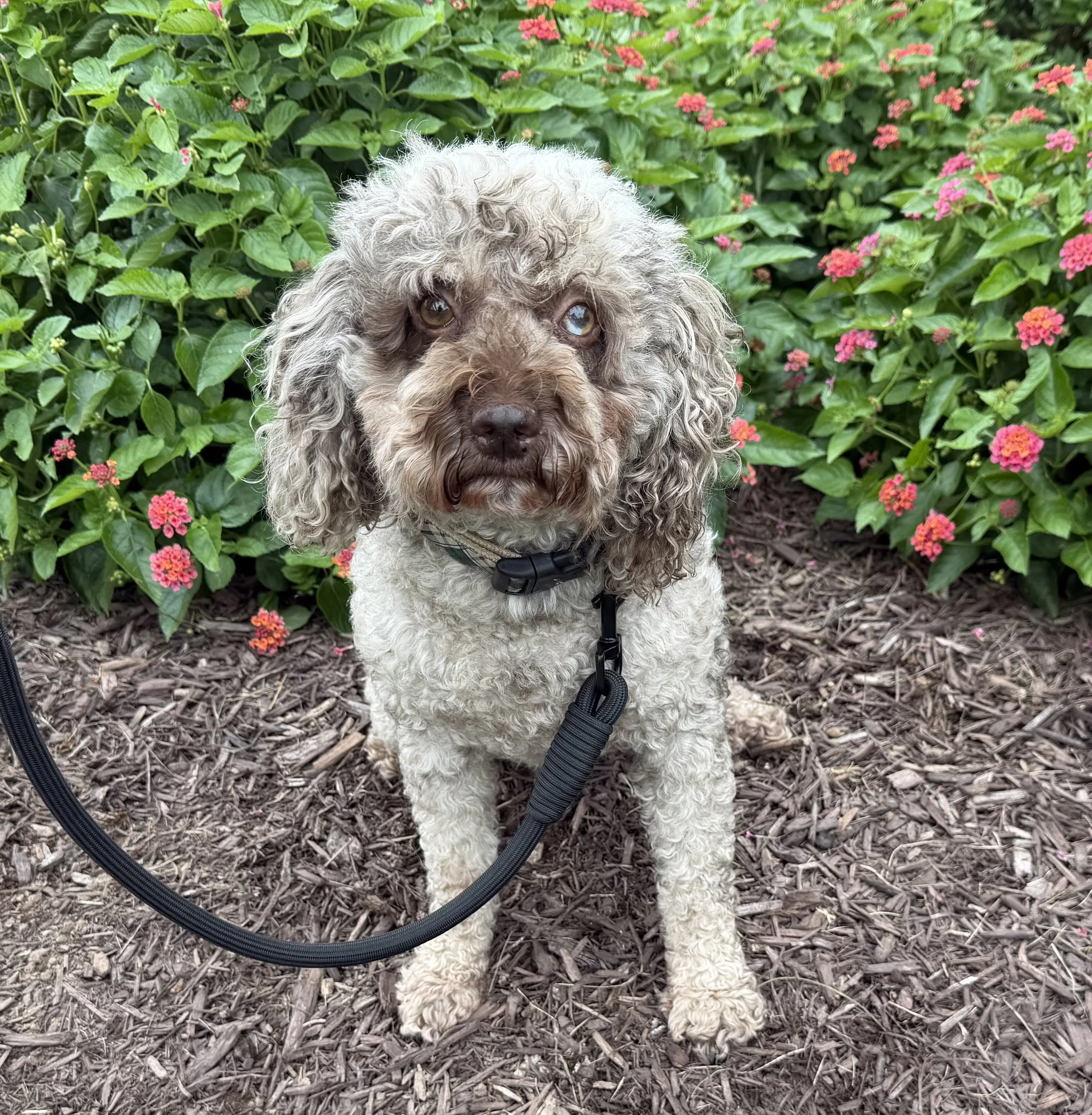 Corduroy- AKC Mini Poodle 