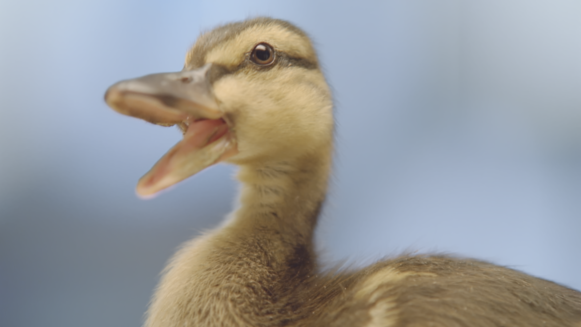 Duck.png