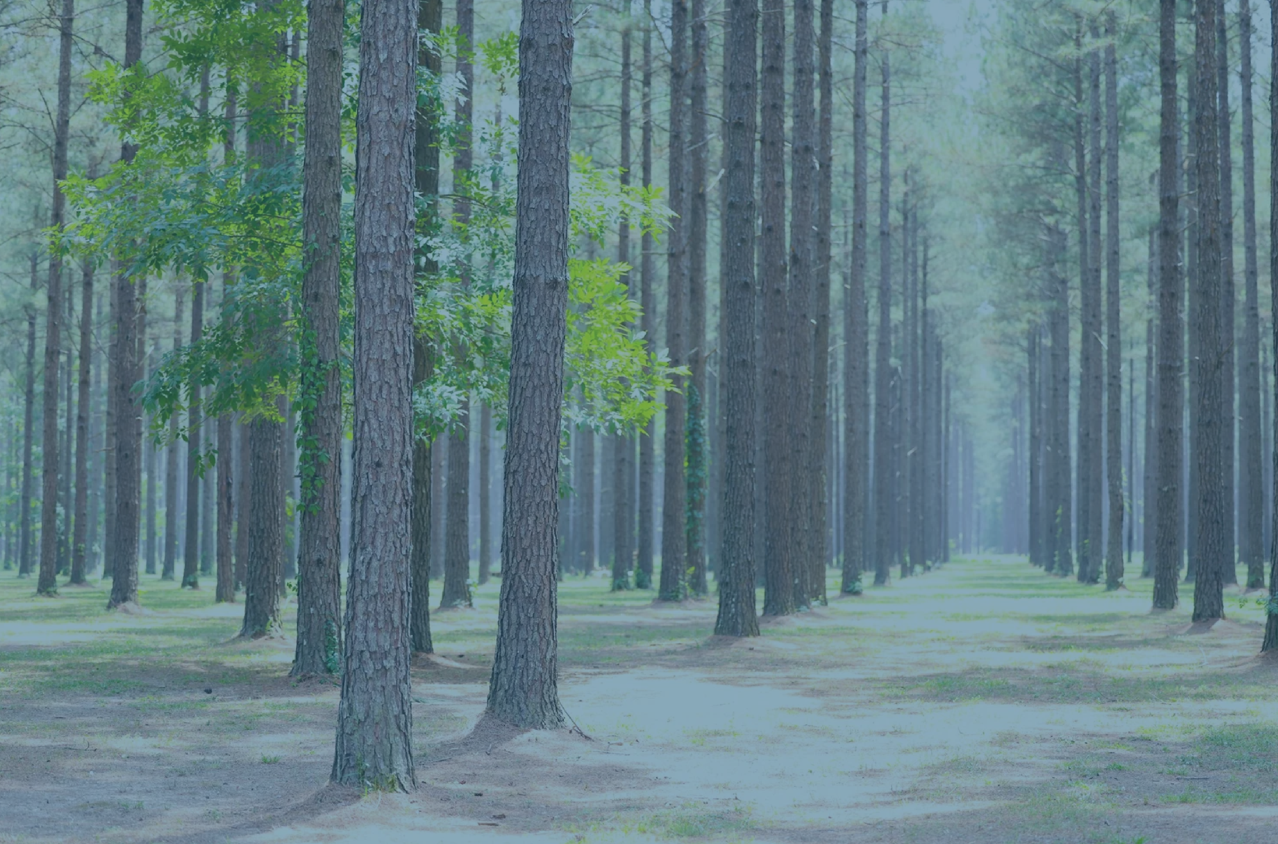 Winter Camp Trees.png