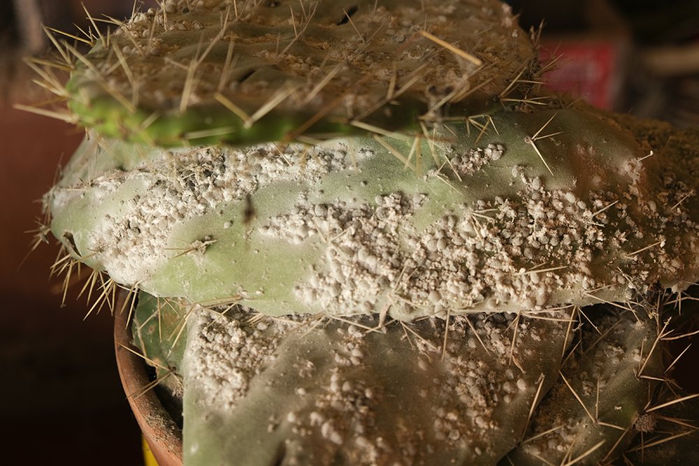 cactus cochnial.jpg