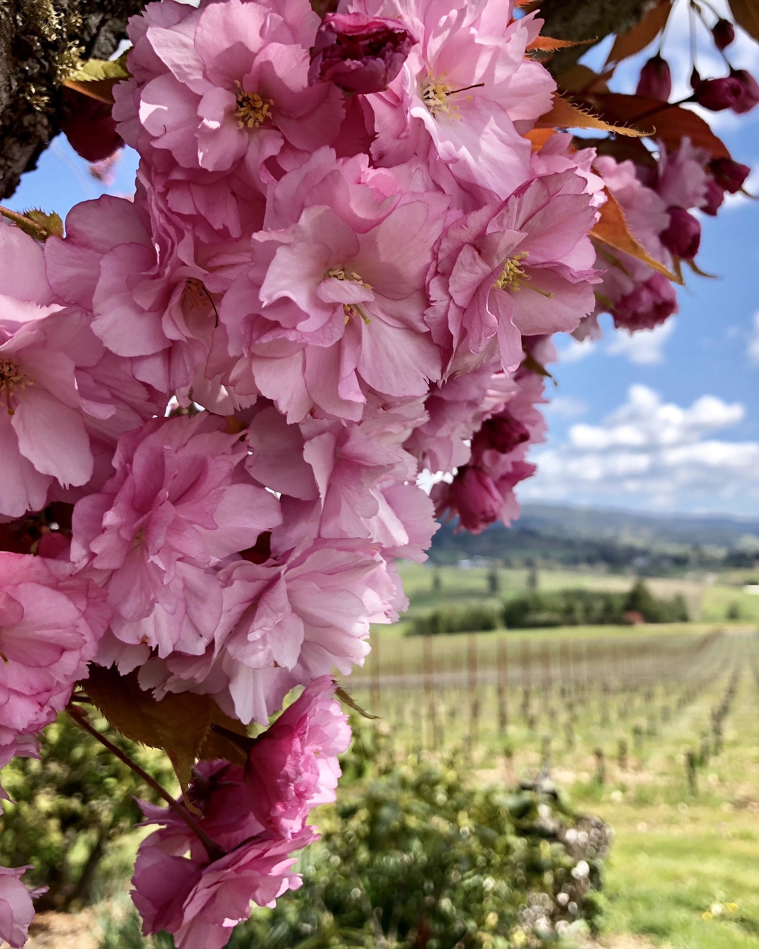 Spring Release Blog - Image.jpg
