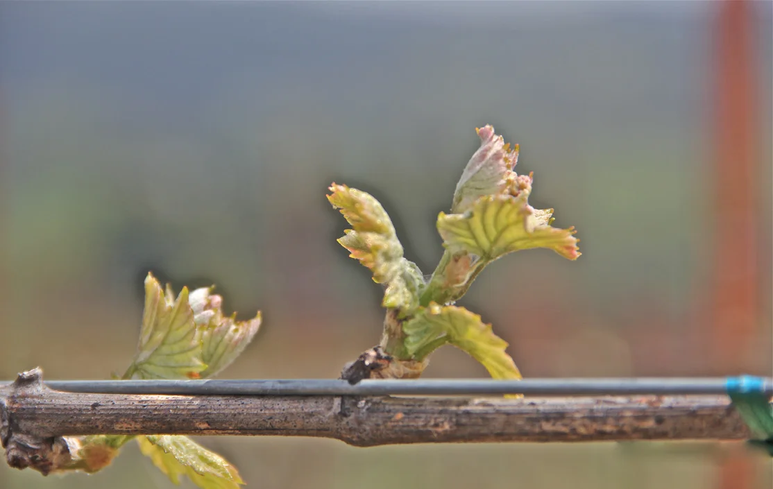 Bud Break 2.jpg