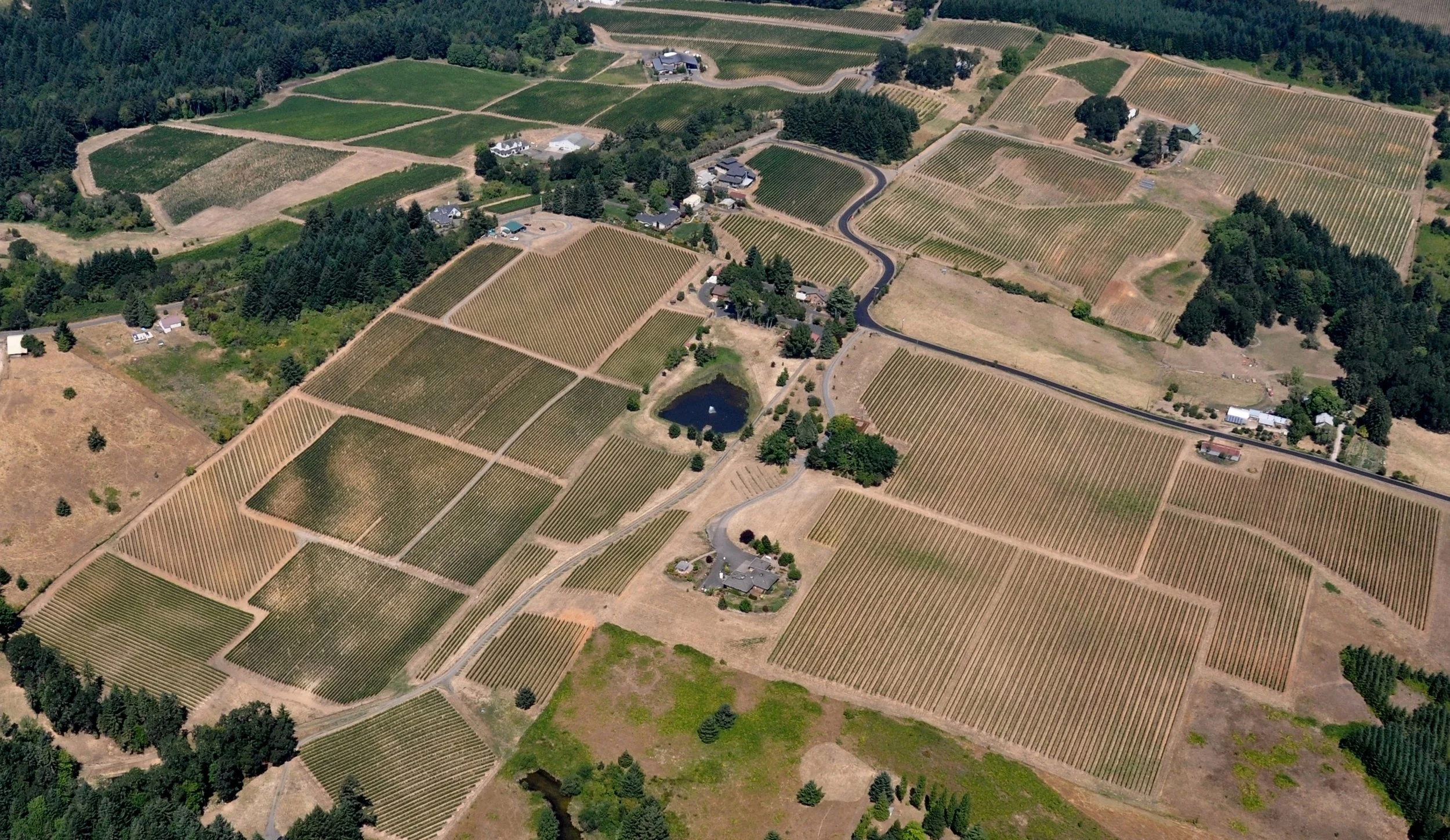 vinyards 2014 108.jpeg