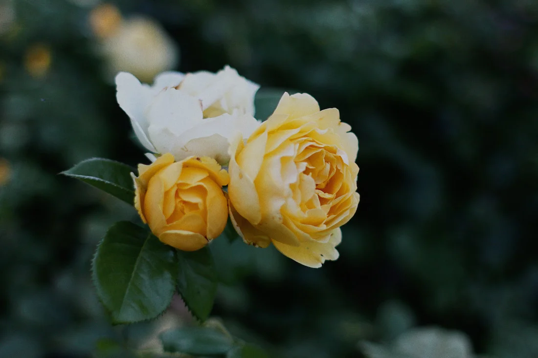 IMG_1830 copy.jpg