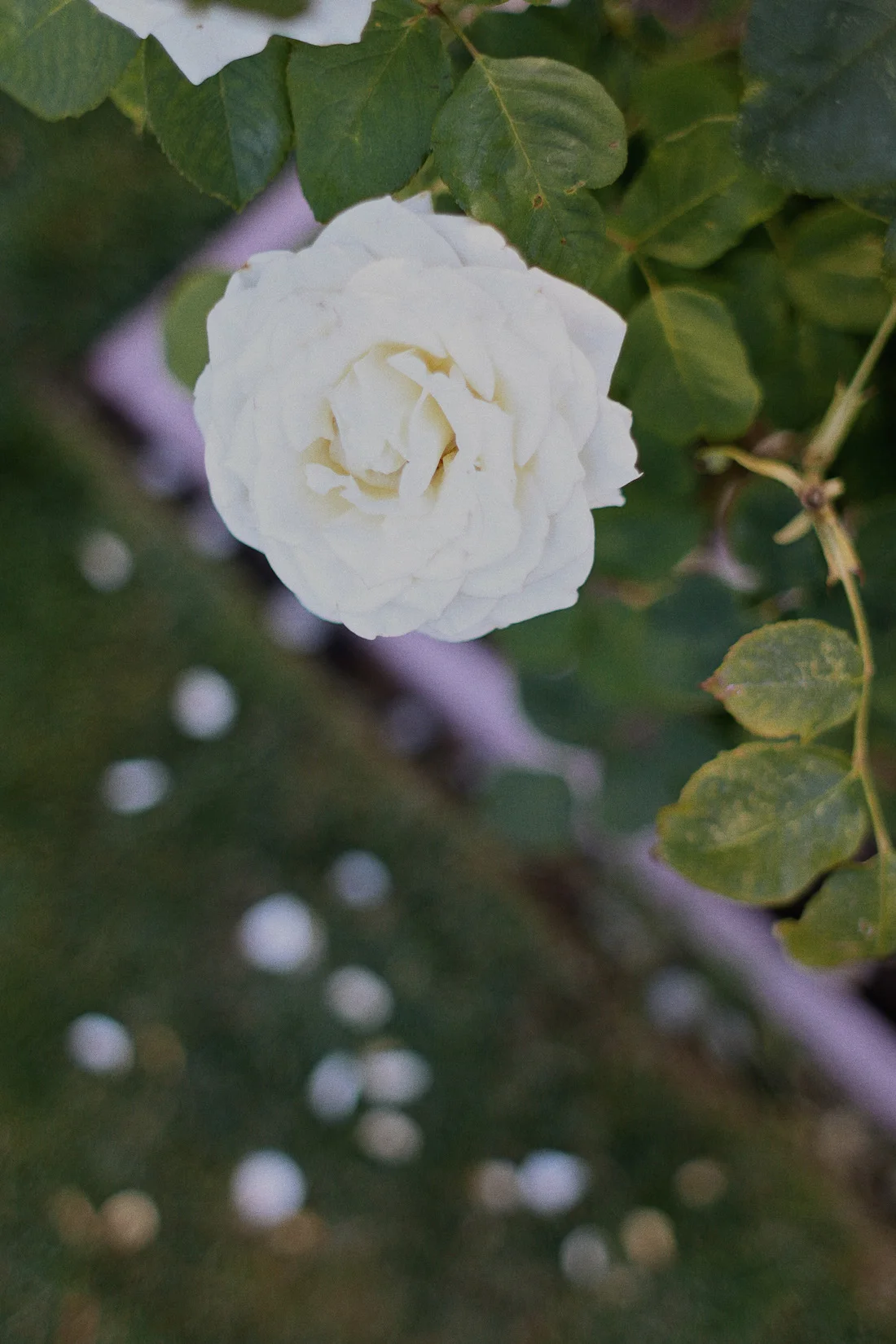 IMG_1960 copy.jpg