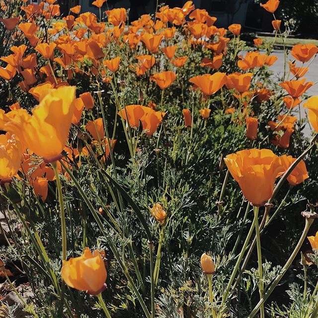 &ldquo;remember, remember, this is now, &amp; now, &amp; now. live it, feel it, cling to it. i want to become acutely aware of all i&rsquo;ve taken for granted&rdquo; // Sylvia Plath
.
🧡🧡🧡