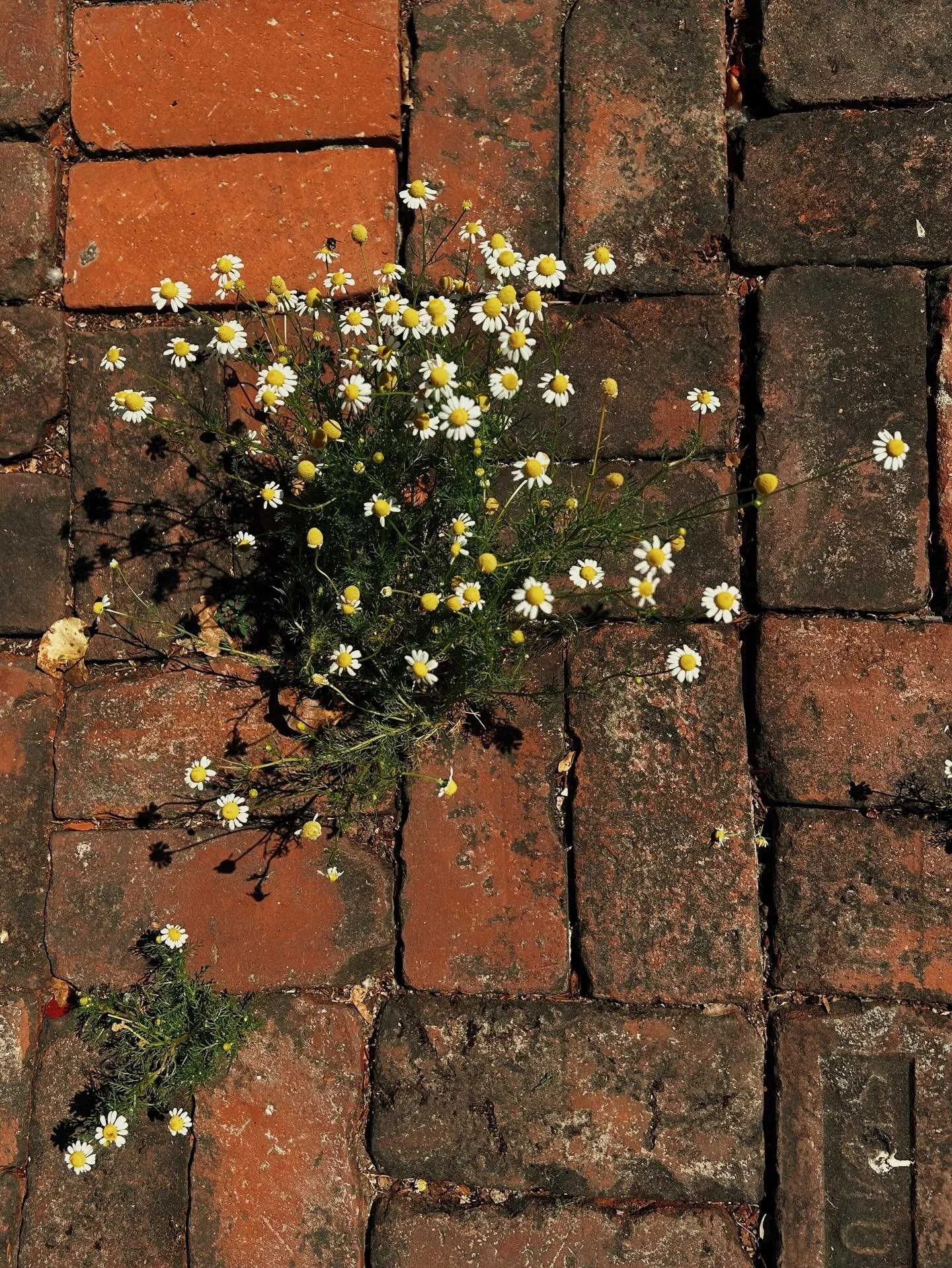 LAtely (birthday edition)