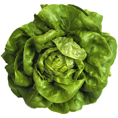 butter lettuce.png