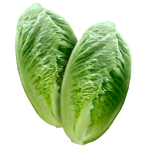 Petite Romaine naked.png