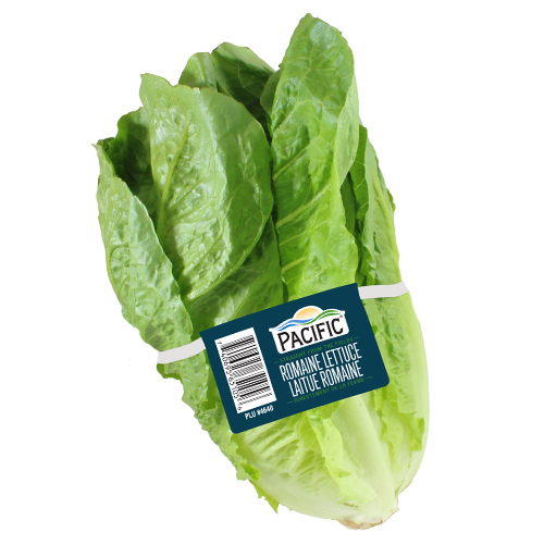 Pacific Romaine Tag.png