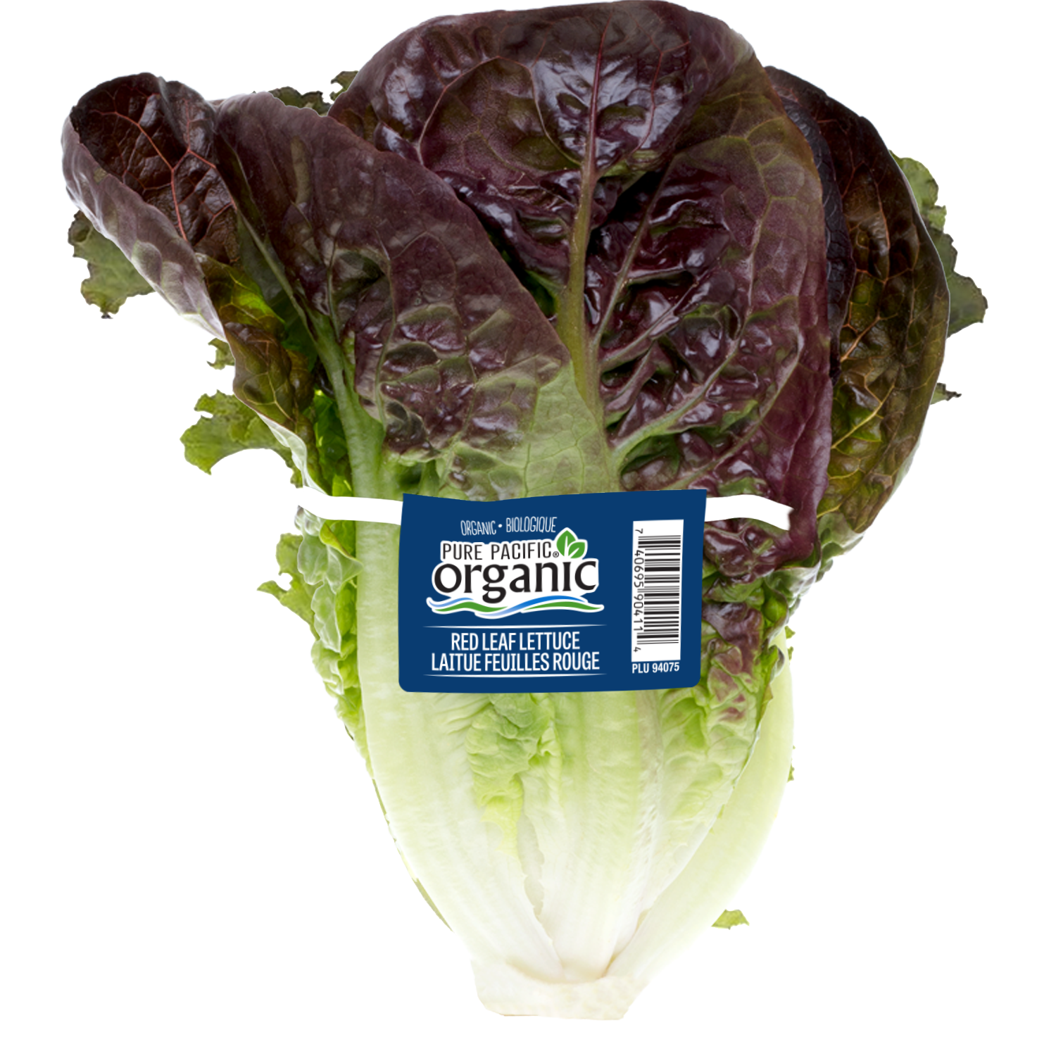 red-leaf-tag.png