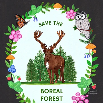 Boreal Forest Poster WEB 72_sq crop thumb.jpg