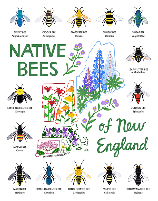 Native Bees of New England WEB 72 RES_png_SQUARESPACE SMALLER.png