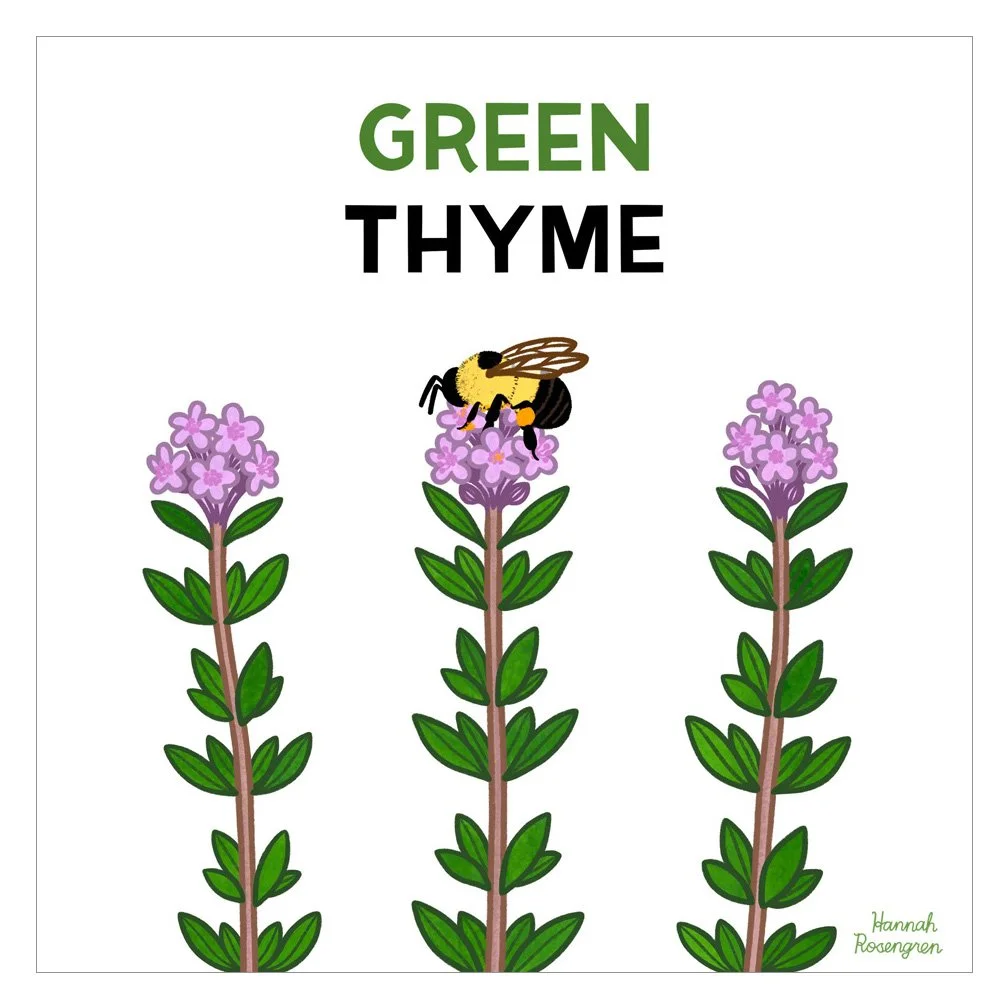 shop_Bee Book Thyme_WEB RES 72.jpg