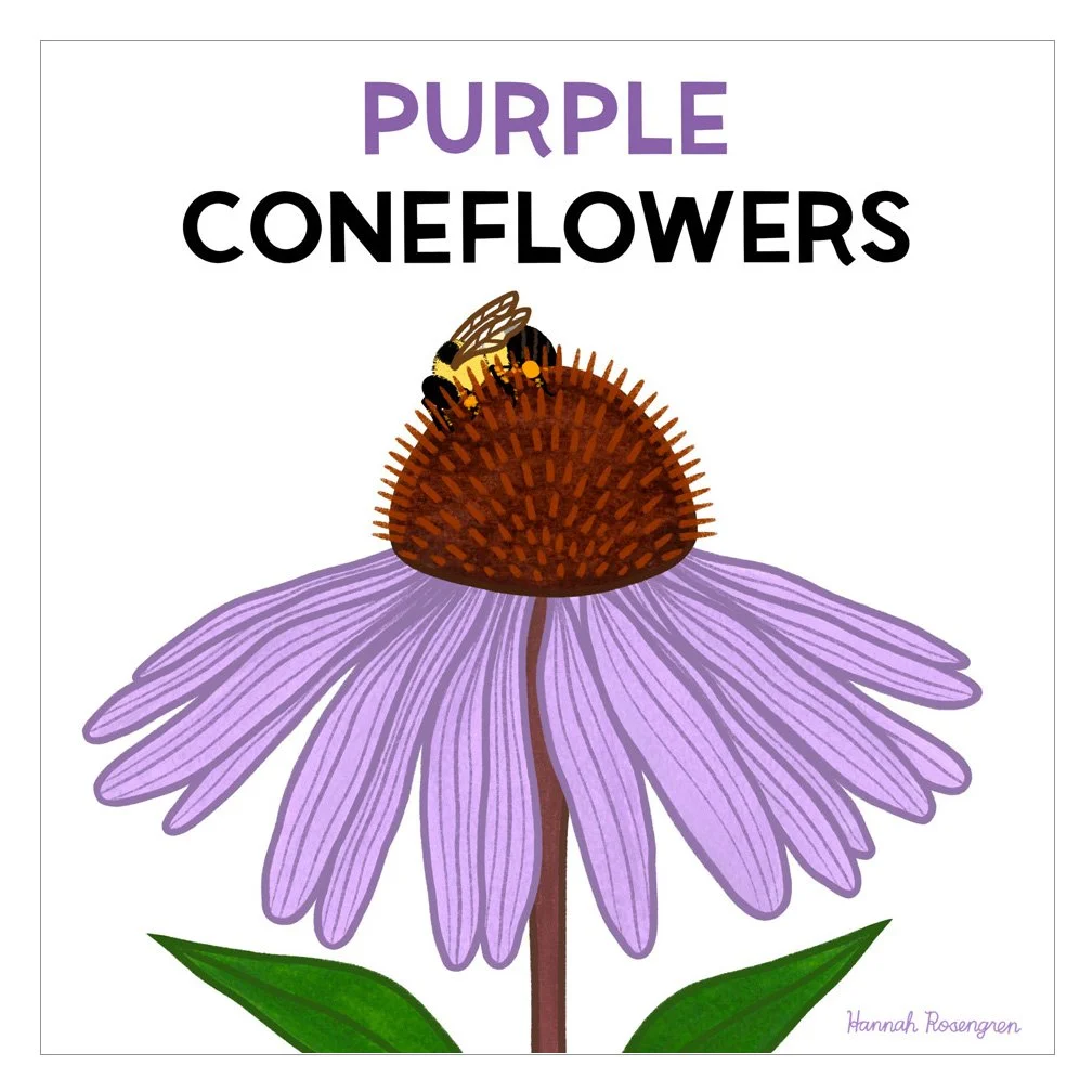 shop_Bee Book Coneflower_WEB RES 72.jpg