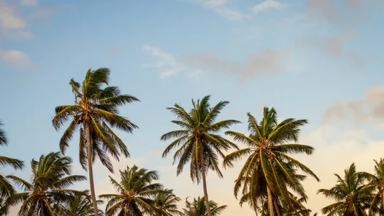 palms.jpg