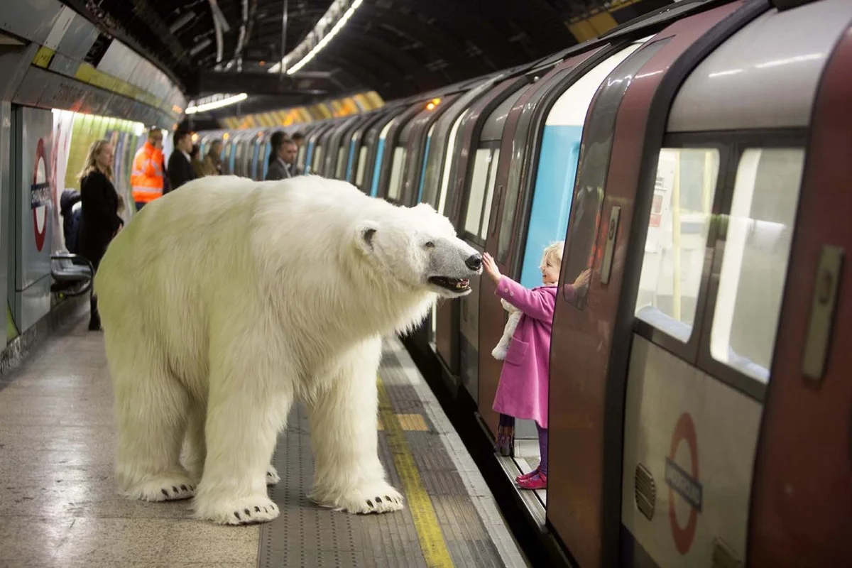 DOES A BEAR SIT IN THE WOODS? (not this one)