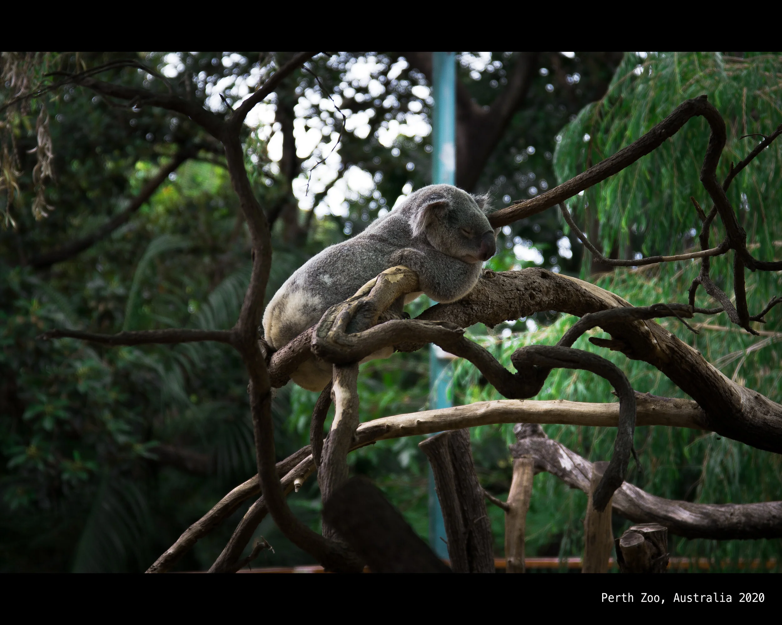 koala 5.jpg