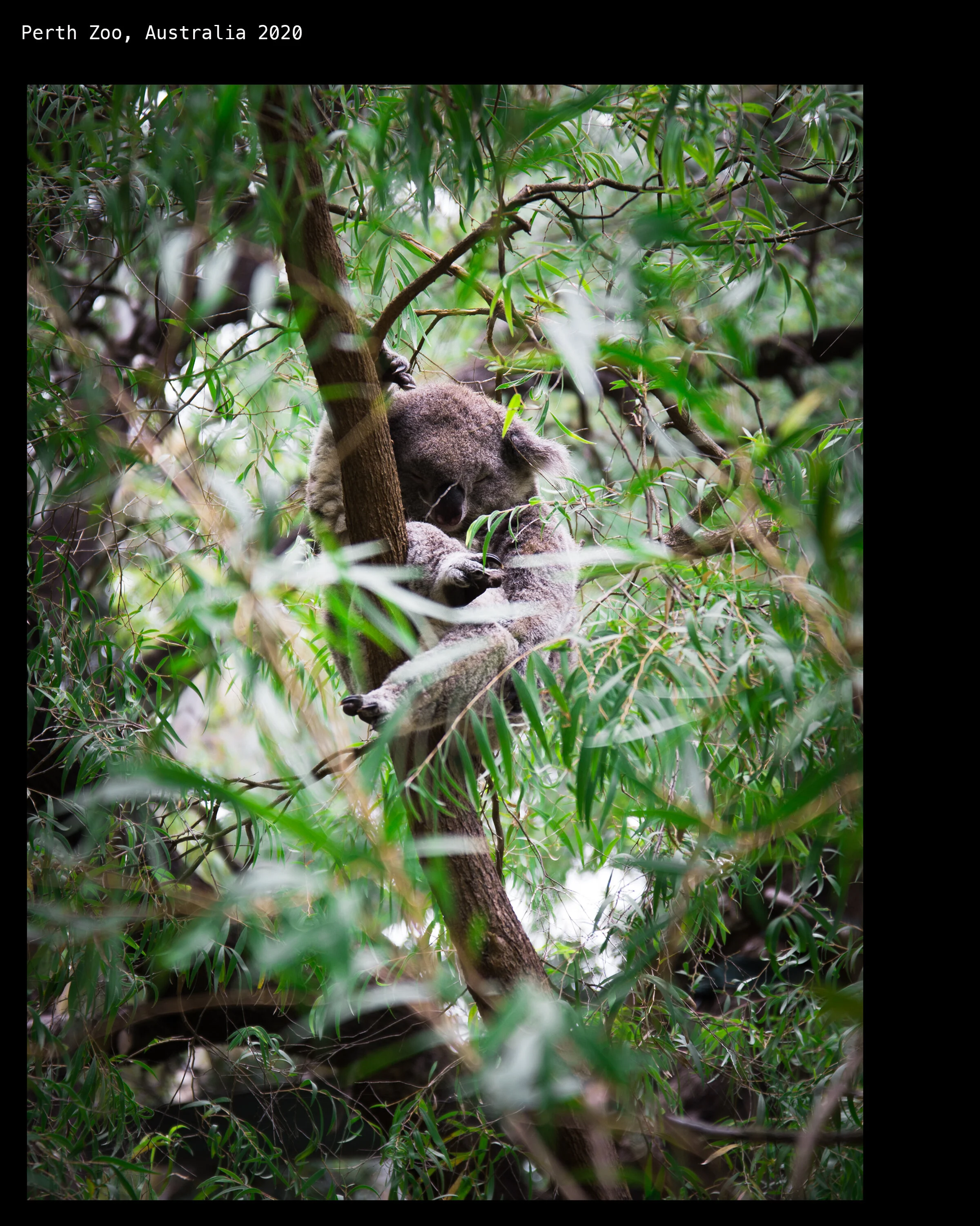 koala 2.jpg