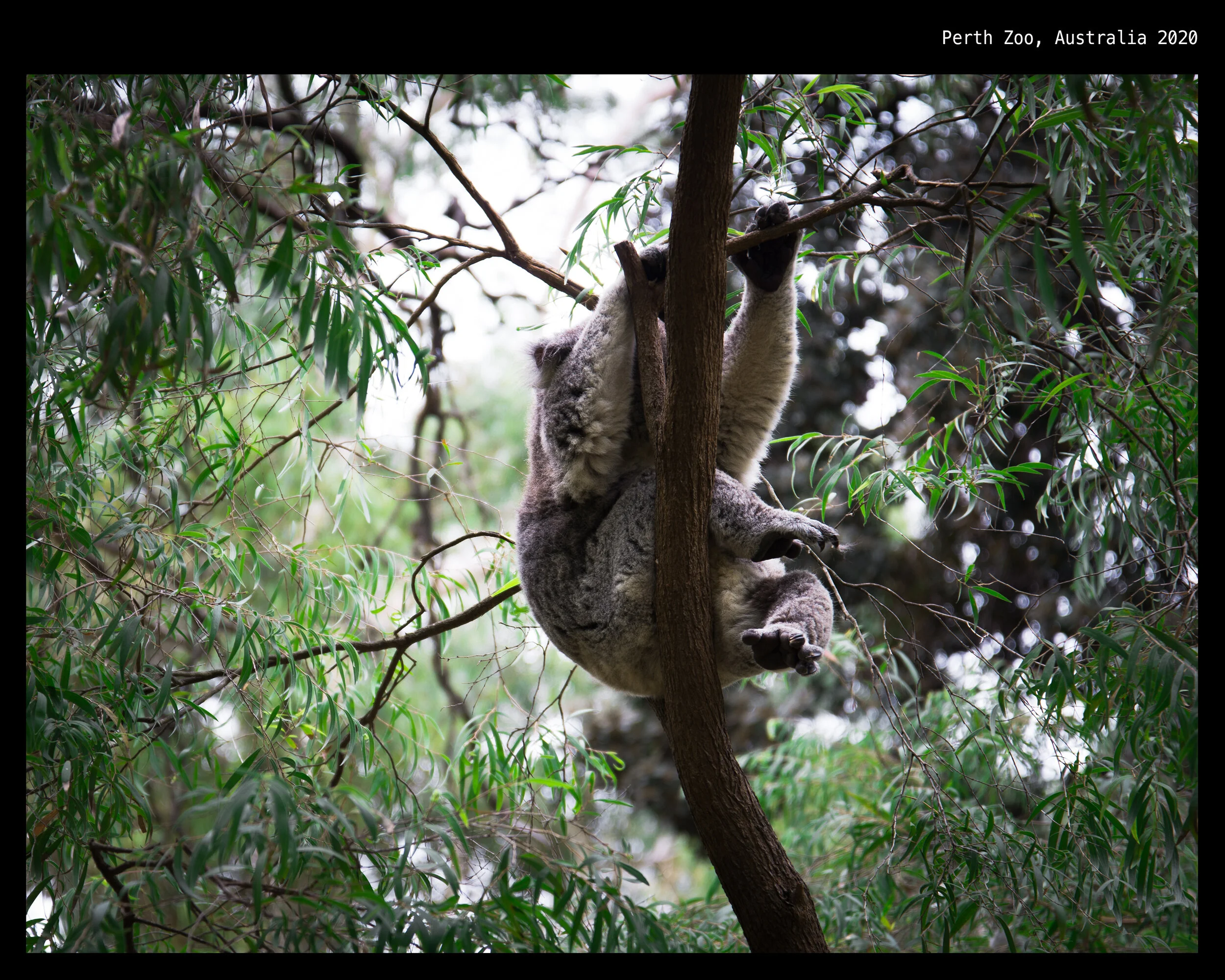 koala 7.jpg