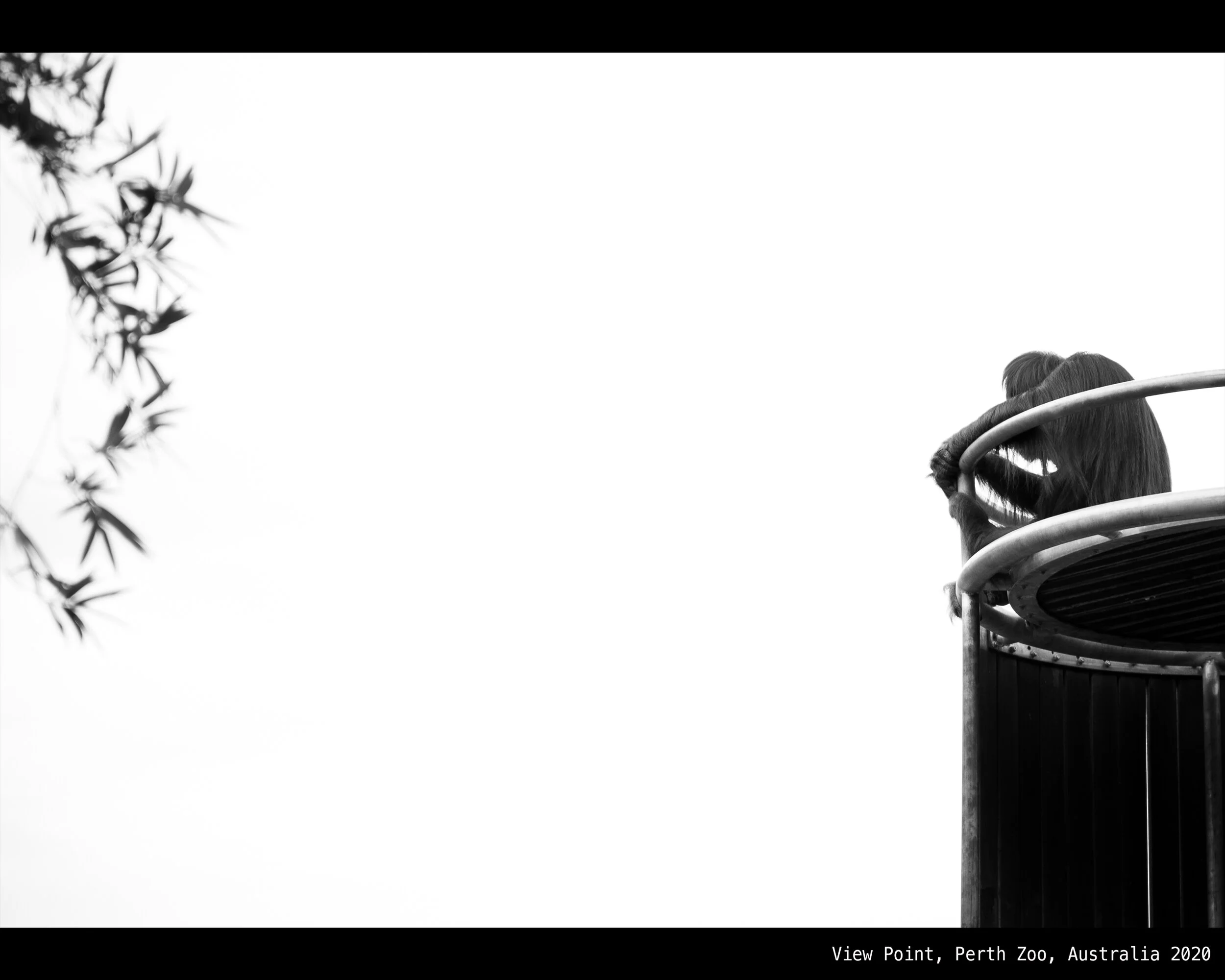 view point bw.jpg