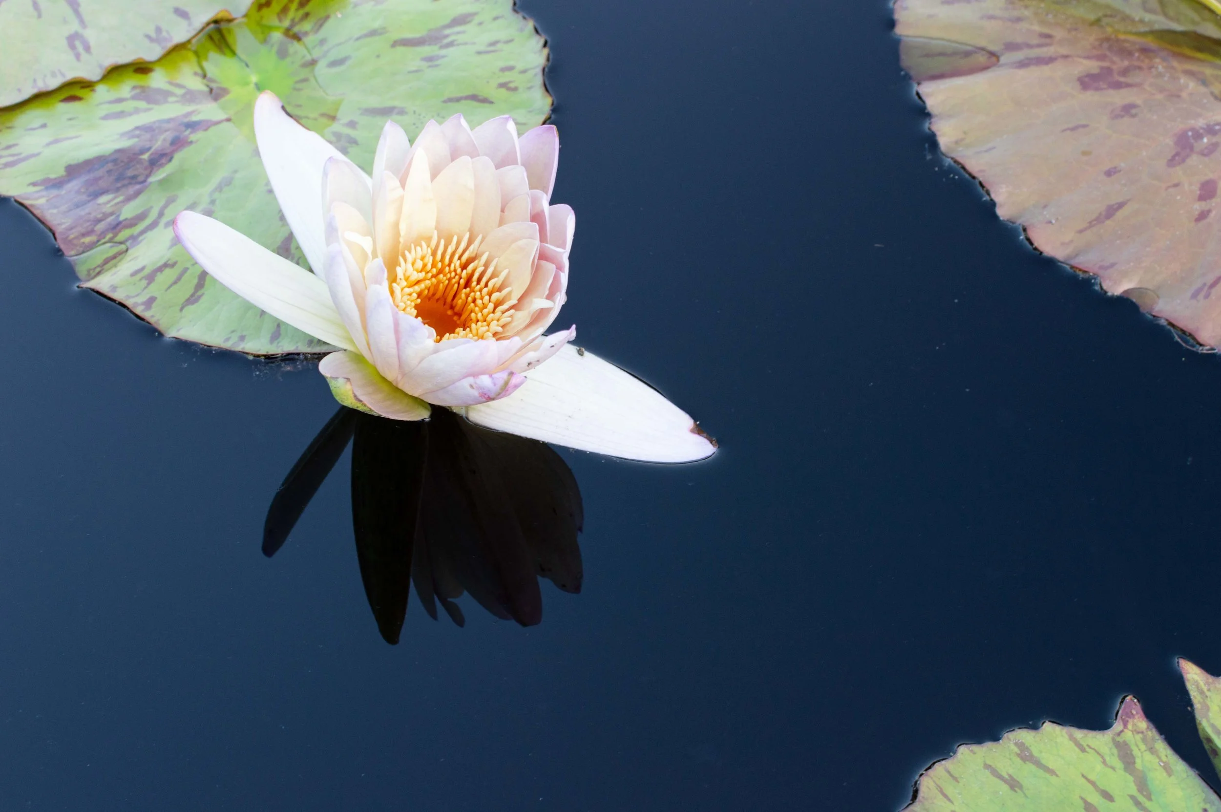 LilyPond-7274.jpg