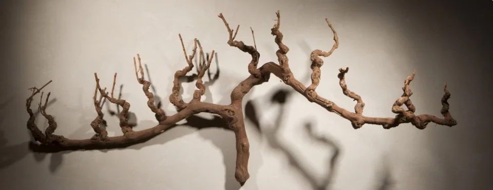 20-Morimoto_Napa_Vine_Art-3e35ba42.jpg