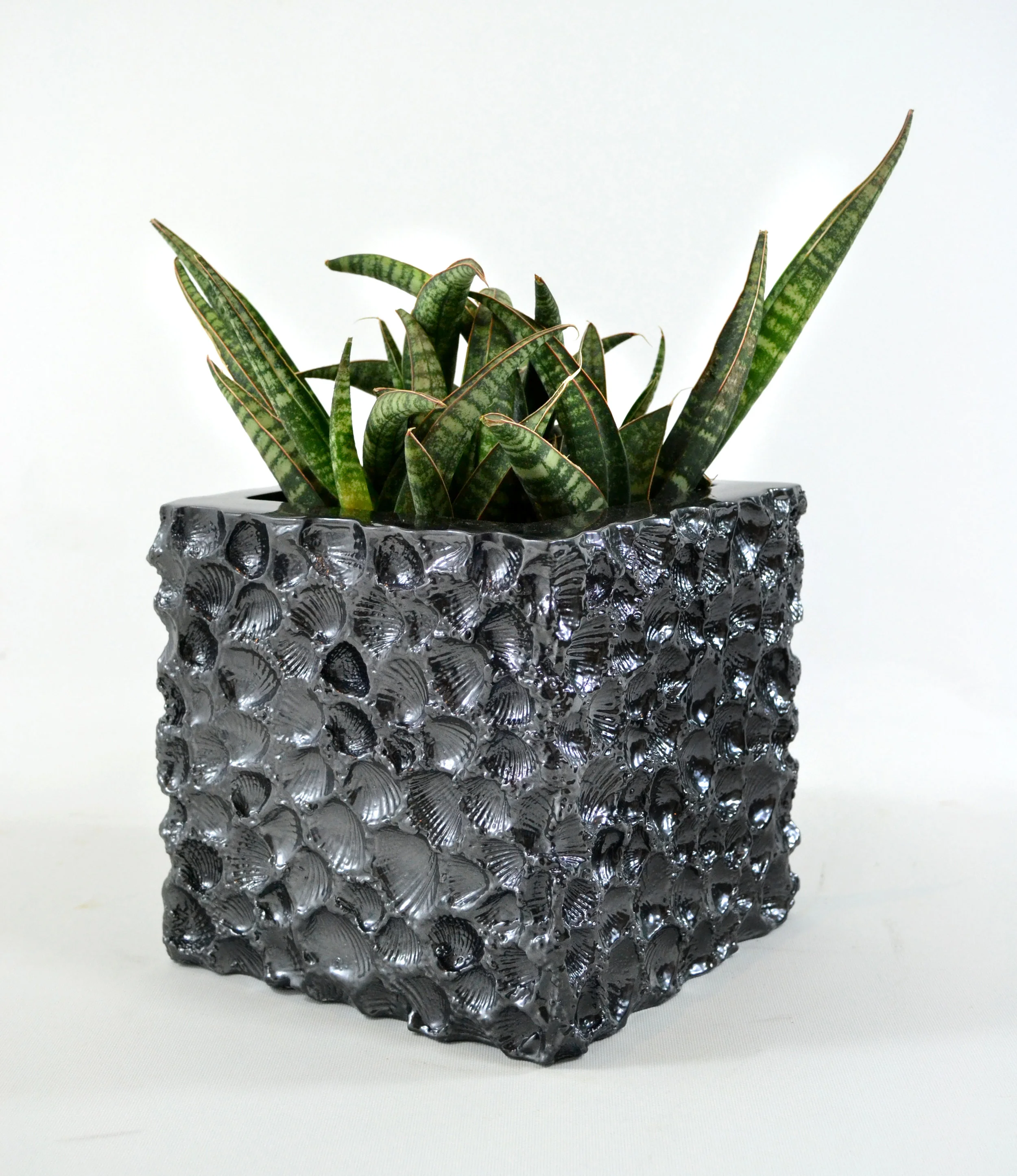    SEA SHELL CONCAVE - GRAPHITE   