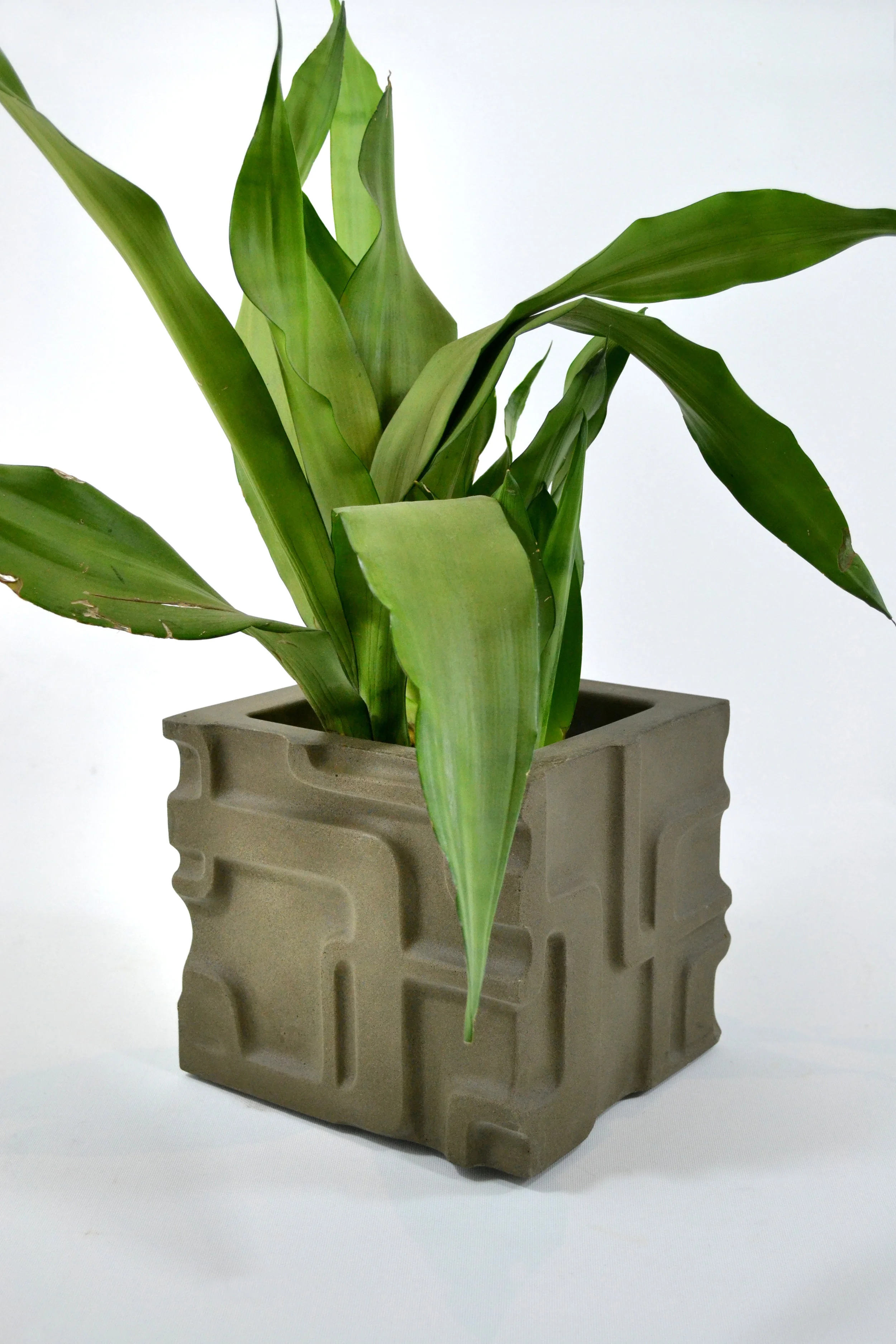    VICEROY PLANTERS - BRONZE   