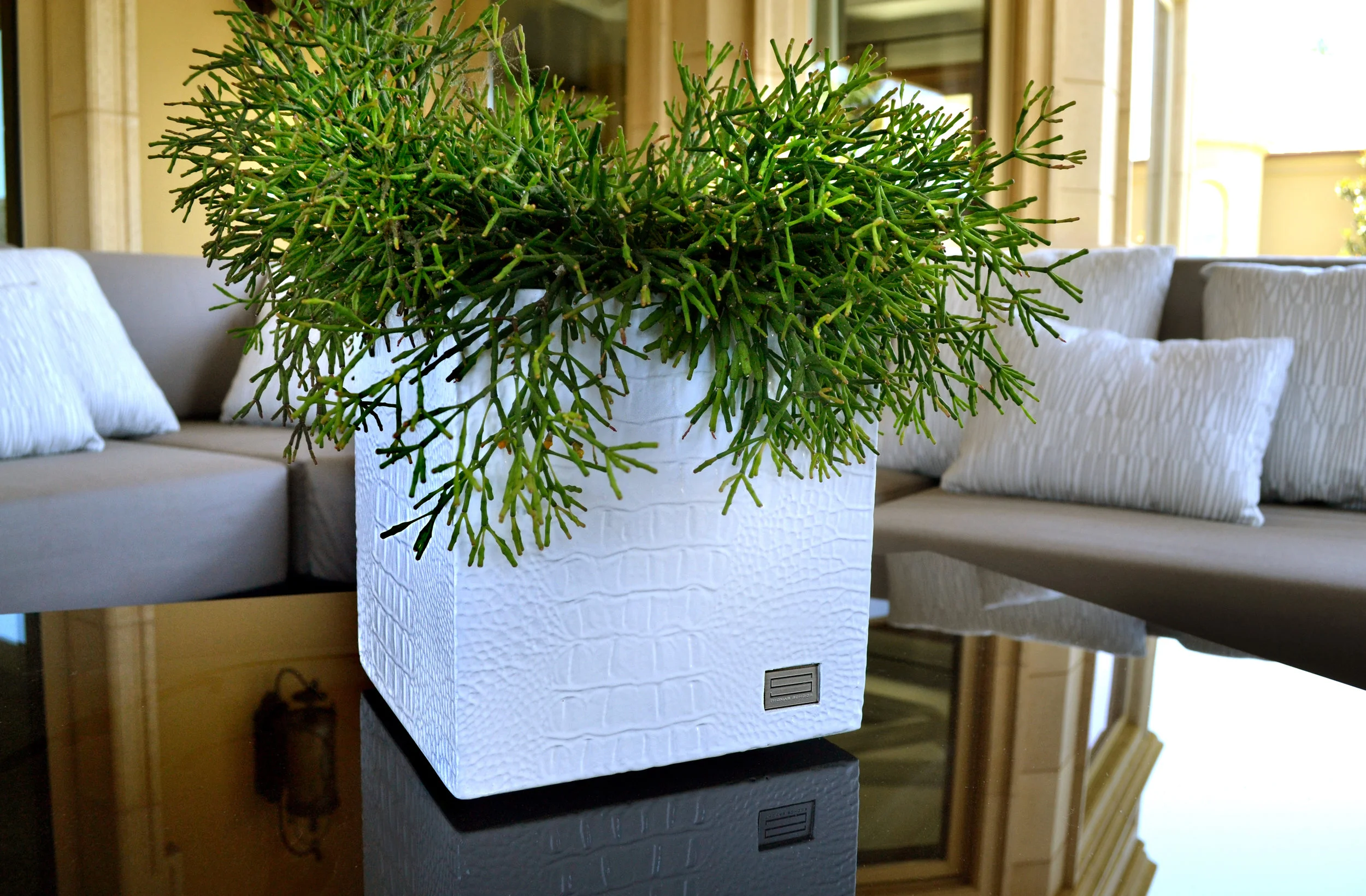    ALLIGATOR PLANTERS - WHITE   