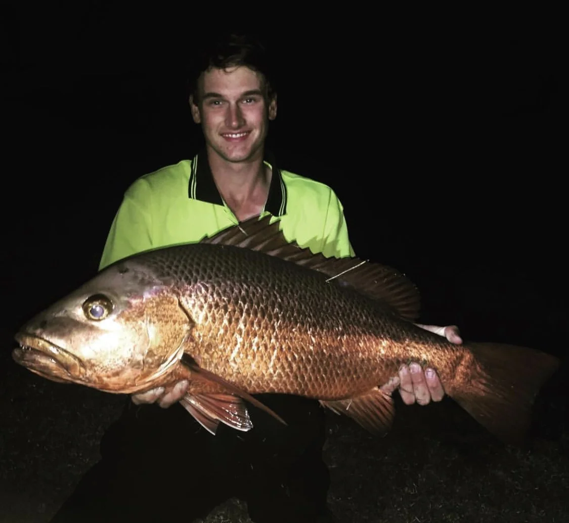 80cm Mangrove Jack! ??? SCF Australia,