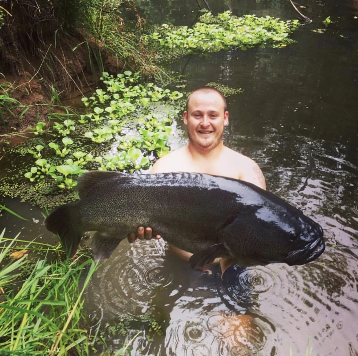 A couple of lads based in SEQ called The Dirty Gozzers caught this Monster Mary River Cod in a local water hole! Read the amazing article and see all the uncut video clips form this once in a lifetime experience in our SCF MEMBERS ONLY section. The fish was released safely.