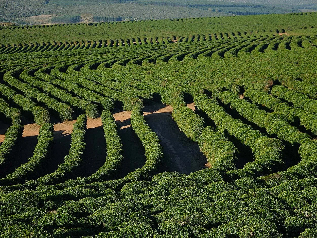 CHAPADAS DE MINAS REGION, BRAZIL