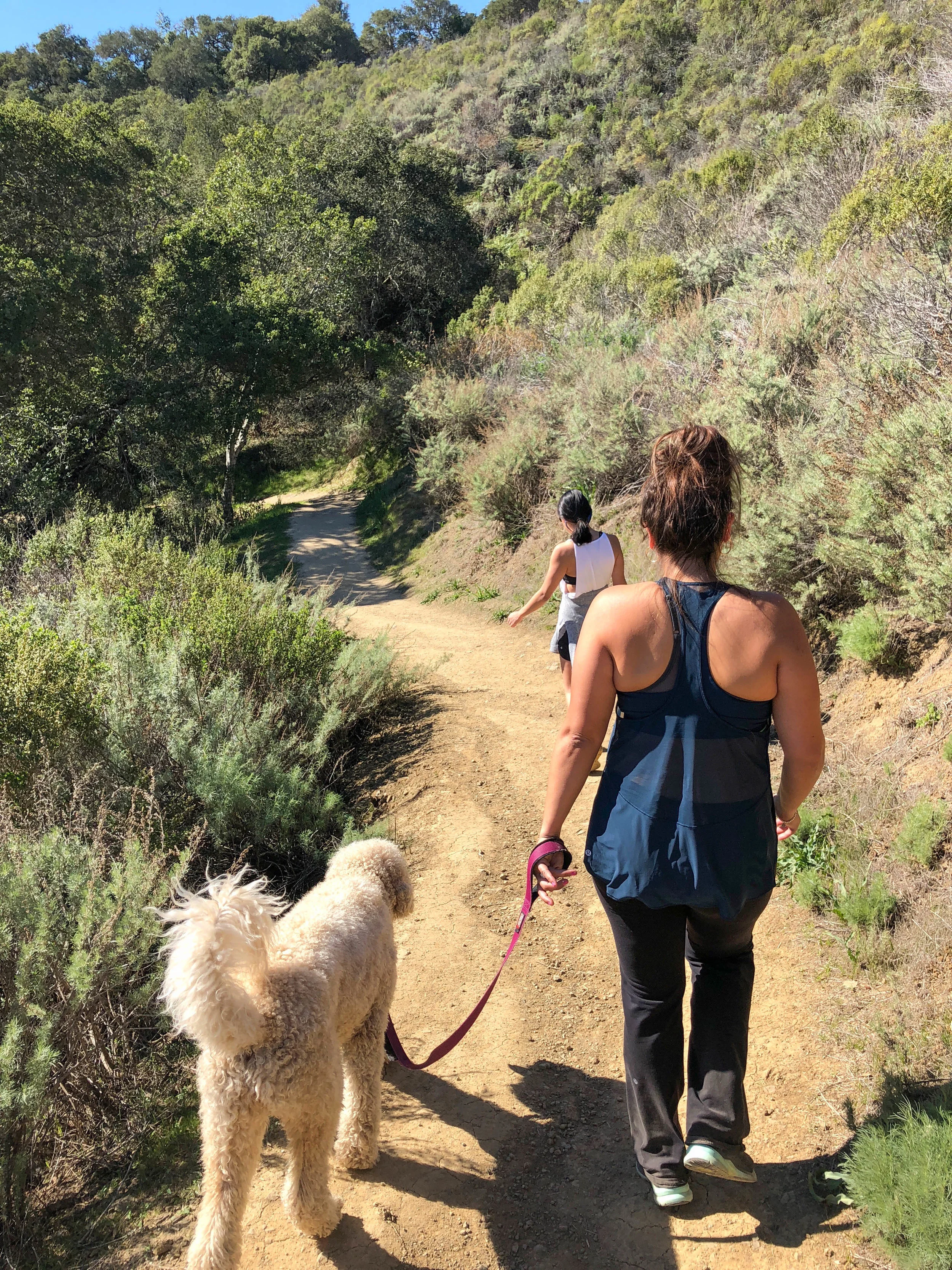Stella - The Goldendoodle and Pawpalz Leader