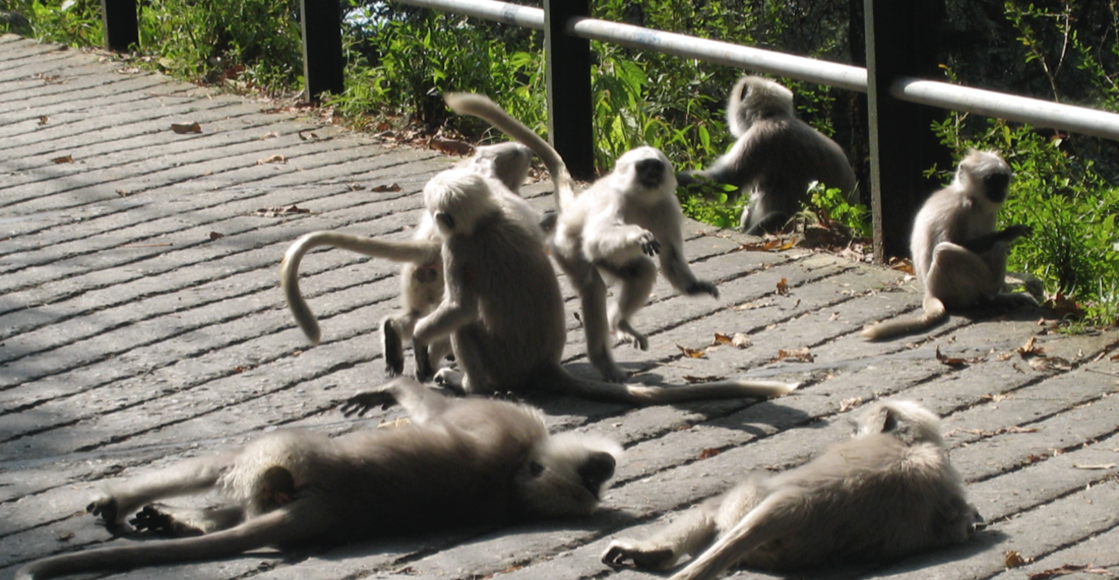  Langur monkeys playing. Mussoorie, India. Photo by Marianne Maeckelbergh. 
