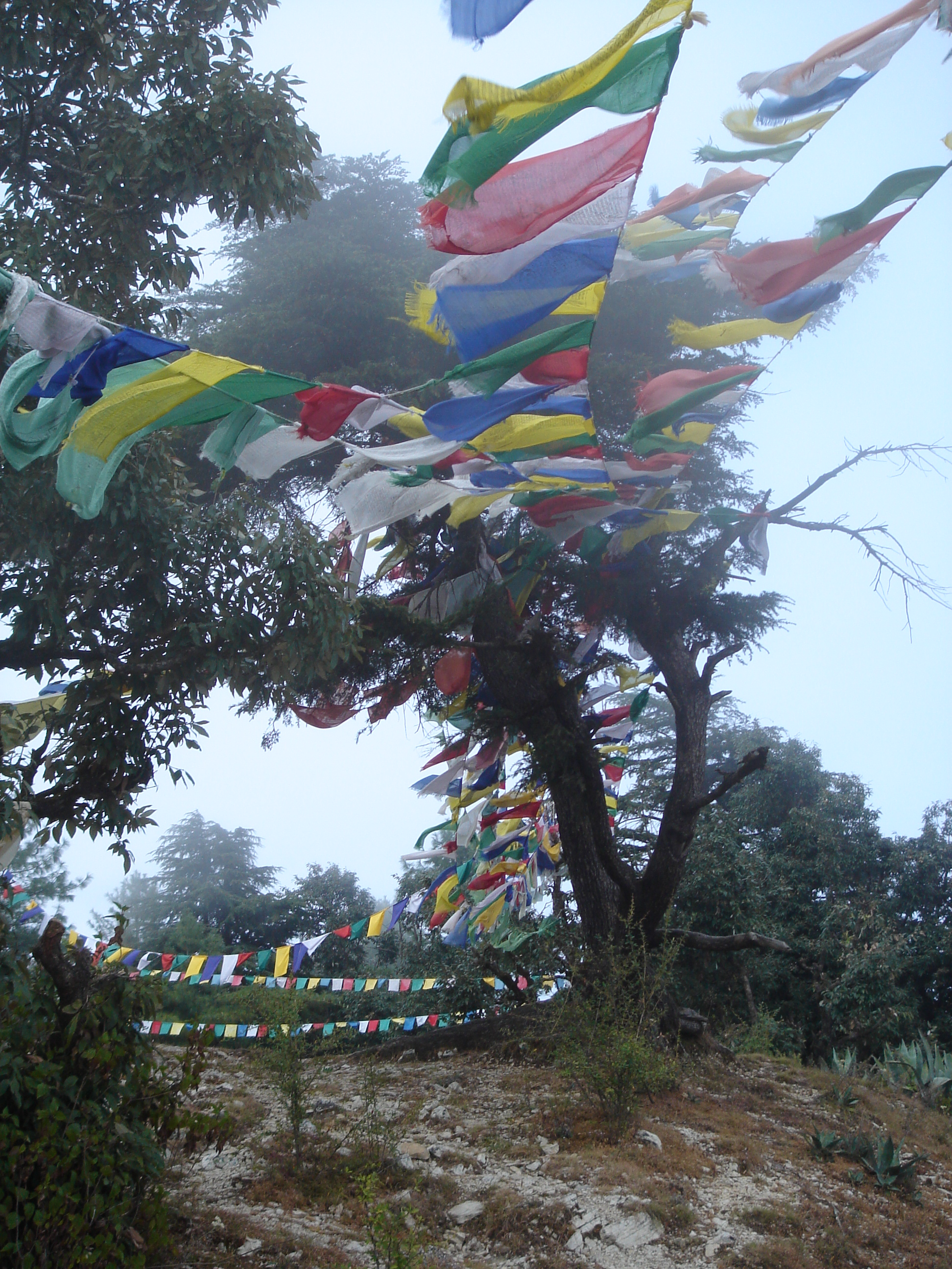  Flag Hill. Uttarakhand, India. Where Meena and Dadi liked to sit and watch the fog drift. Click here if you want to watch and hear it, too! 