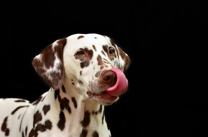 dog-1020790__480.jpg